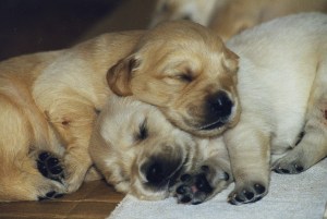 puppies