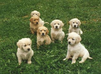 puppies