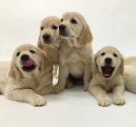 puppies 2018