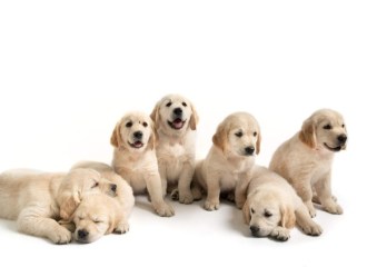puppies 2020
