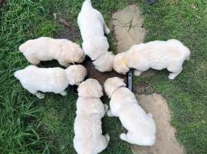 puppies 2018