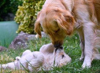 nikki and puppy 2018